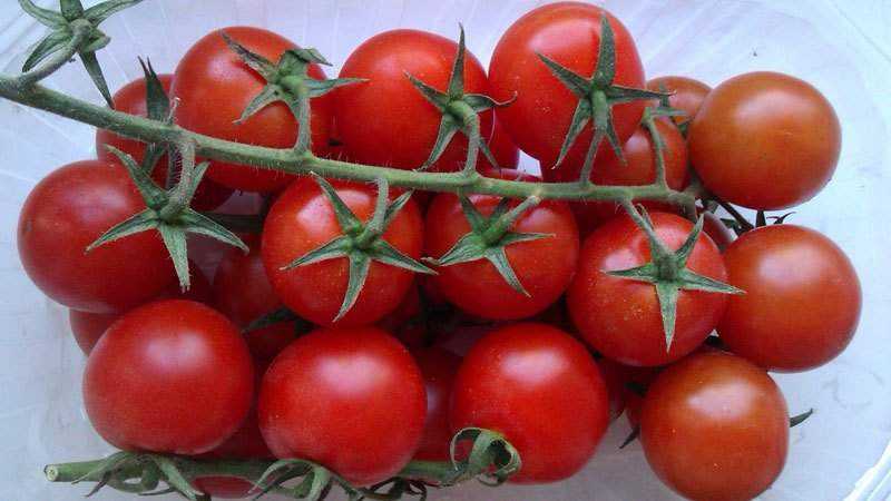 Ano ang mga benepisyo ng cherry tomatoes para sa katawan?