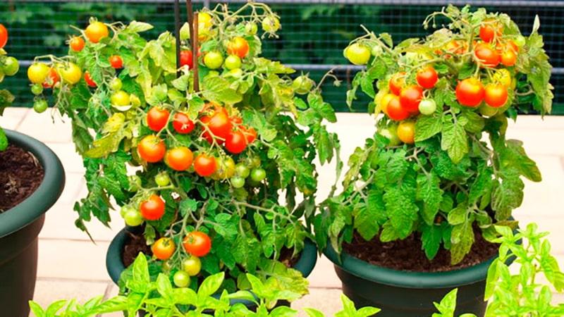 Welche Vorteile haben Kirschtomaten für den Körper?