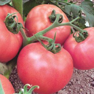 Que sont les tomates déterminées : nous comprenons le concept et faisons connaissance avec les variétés les plus représentatives