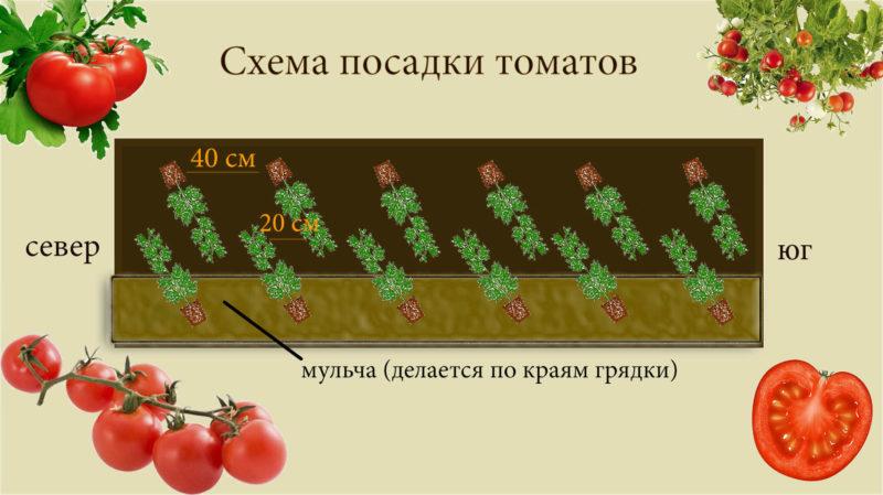 Czym są zdeterminowane pomidory: rozumiemy koncepcję i poznajemy najlepsze reprezentatywne odmiany