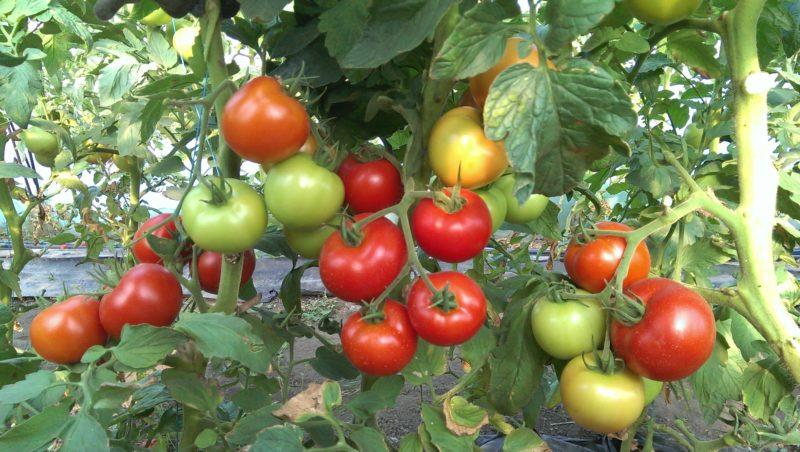 Que sont les tomates déterminées : nous comprenons le concept et faisons connaissance avec les variétés les plus représentatives