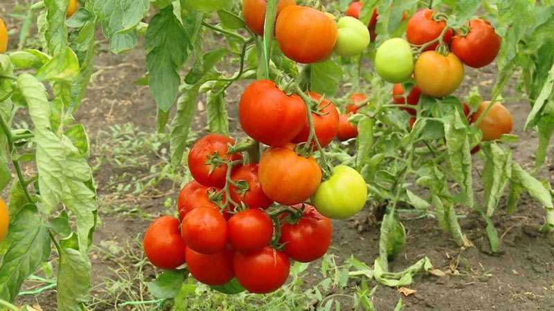 O que são variedades de tomate indeterminadas e determinadas: diferenças entre elas, vantagens e desvantagens