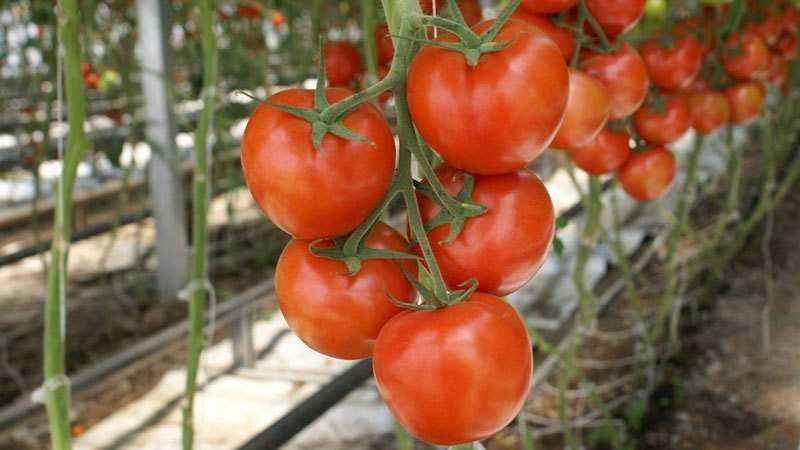 O que são variedades de tomate indeterminadas e determinadas: diferenças entre elas, vantagens e desvantagens