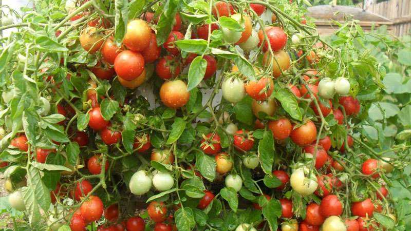 Wat zijn onbepaalde en bepaalde tomatenvariëteiten: verschillen daartussen, voor- en nadelen