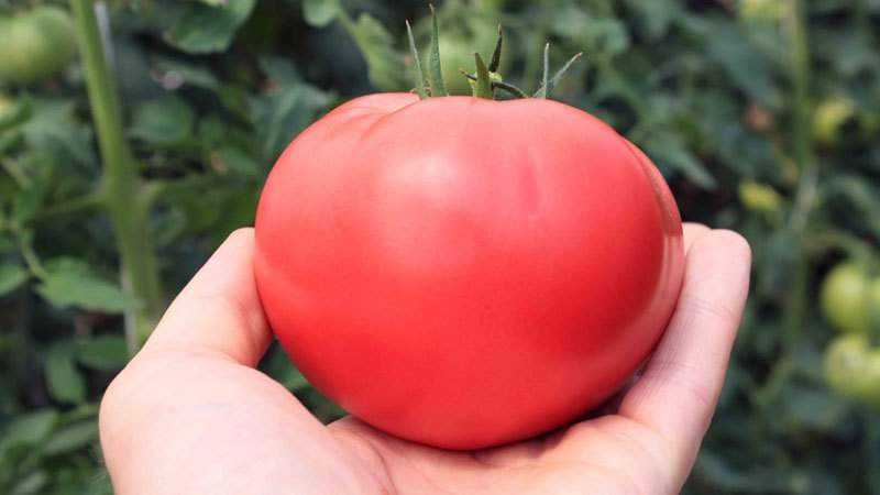 Wo und wie man Tomaten am besten anbaut. Rosa Honig