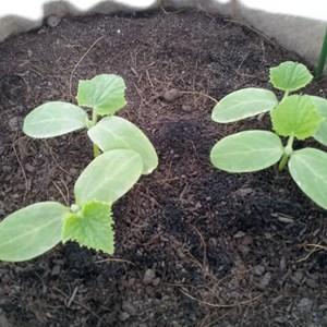 Où et comment bien planter des plants de courgettes : instructions depuis la préparation des graines jusqu'à la transplantation des jeunes plants sur le site