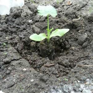 Hvor og hvordan plante squashfrøplanter på riktig måte: instruksjoner fra forberedelse av frø til transplantasjon av unge planter til stedet