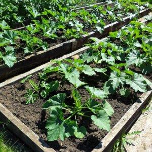 Où et comment bien planter des plants de courgettes : instructions depuis la préparation des graines jusqu'à la transplantation des jeunes plants sur le site