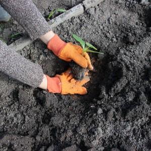 Hvor og hvordan plante squashfrøplanter på riktig måte: instruksjoner fra forberedelse av frø til transplantasjon av unge planter til stedet