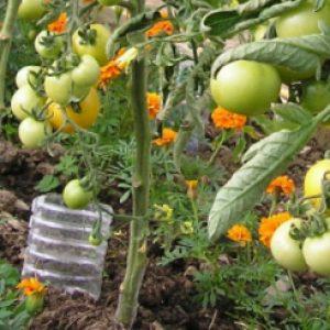 How to achieve maximum yield from an Eagle Beak tomato?