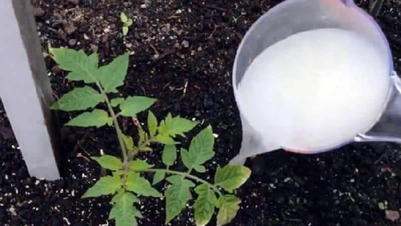 How and what to feed tomatoes after planting in the ground: the best folk recipes and a review of ready-made formulations