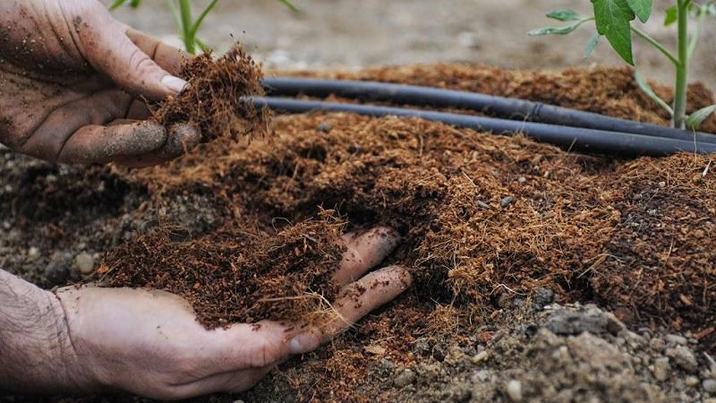 How and what to feed tomatoes after planting in the ground: the best folk recipes and a review of ready-made formulations