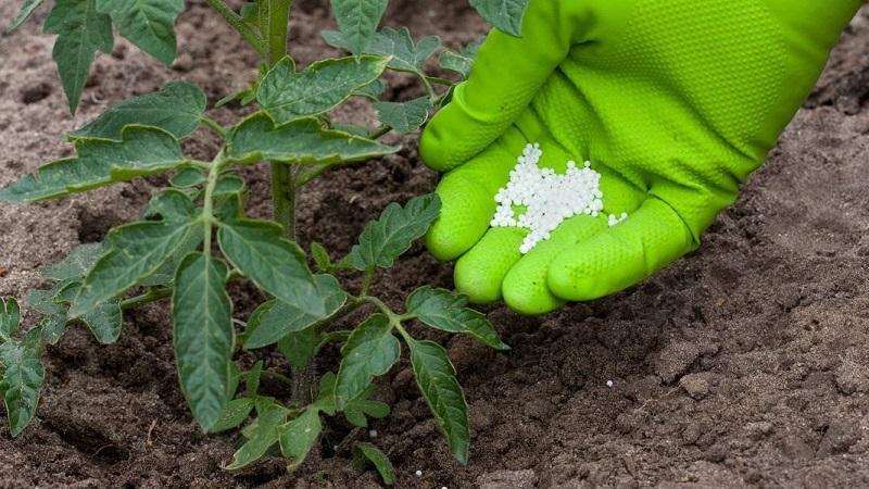 Come e cosa nutrire i pomodori dopo aver piantato nel terreno: le migliori ricette popolari e una revisione delle formulazioni già pronte