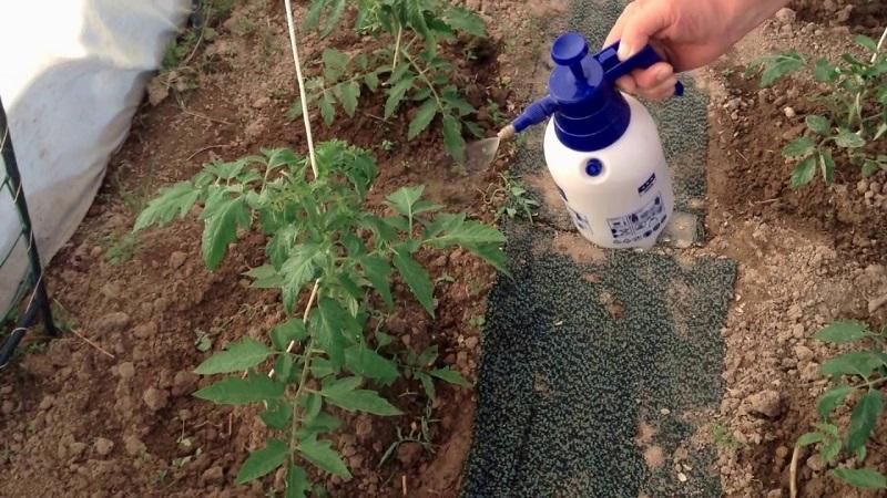 Hur och vad man ska mata tomater efter plantering i marken: de bästa folkrecepten och en översyn av färdiga formuleringar