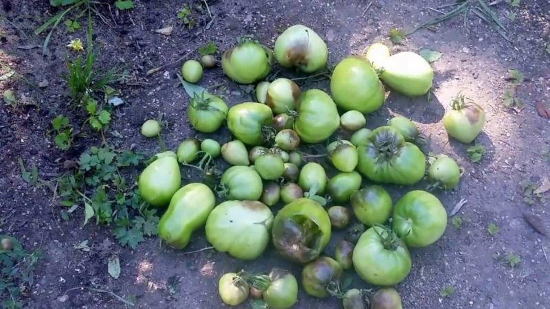 Cara menangani penyakit hawar lewat pada tomato: kaedah terbaik dan petua praktikal