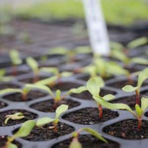 Hoe en wanneer bieten voor zaailingen planten: timing van het zaaien van zaden en verdere verzorging ervan