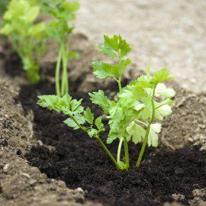 Como e quando plantar beterraba para mudas: época de plantio e cuidados adicionais com elas