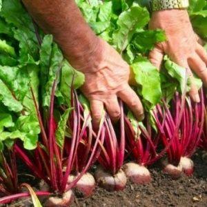 Hoe en wanneer bieten voor zaailingen planten: timing van het zaaien van zaden en verdere verzorging ervan