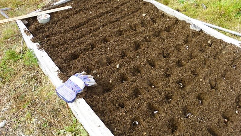 So bereiten Sie Beete für Knoblauch vor dem Winter vor: Schritt-für-Schritt-Anleitung für Anfänger und Ratschläge von erfahrenen Kollegen