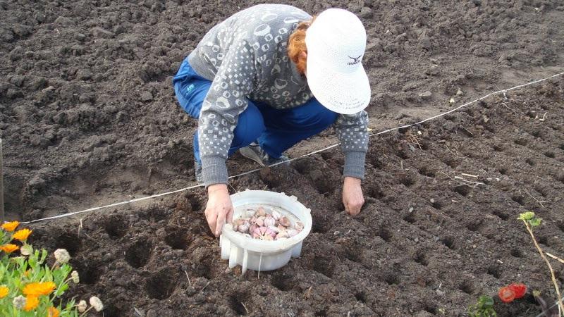 So bereiten Sie Beete für Knoblauch vor dem Winter vor: Schritt-für-Schritt-Anleitung für Anfänger und Ratschläge von erfahrenen Kollegen