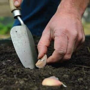 Como preparar canteiros para alho antes do inverno: instruções passo a passo para agricultores iniciantes e conselhos de colegas experientes