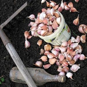 So bereiten Sie Beete für Knoblauch vor dem Winter vor: Schritt-für-Schritt-Anleitung für Anfänger und Ratschläge von erfahrenen Kollegen