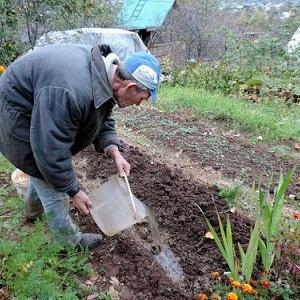 So bereiten Sie Beete für Knoblauch vor dem Winter vor: Schritt-für-Schritt-Anleitung für Anfänger und Ratschläge von erfahrenen Kollegen