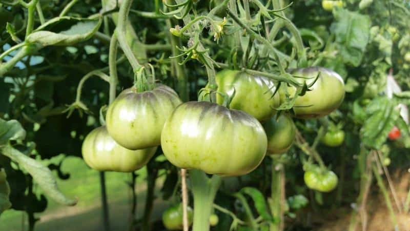 Cómo cubrir adecuadamente los tomates en un invernadero con recortes de césped y otros materiales