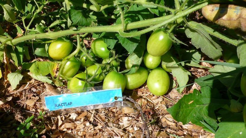 Com emmagatzemar correctament els tomàquets en un hivernacle amb retalls d'herba i altres materials