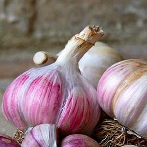 Se vuoi sapere come coltivare l'aglio grosso nel tuo giardino, segui i consigli utili dei giardinieri esperti