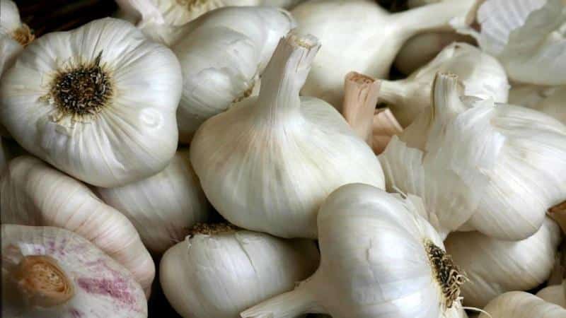 Se vuoi sapere come coltivare l'aglio grosso nel tuo giardino, segui i consigli utili dei giardinieri esperti