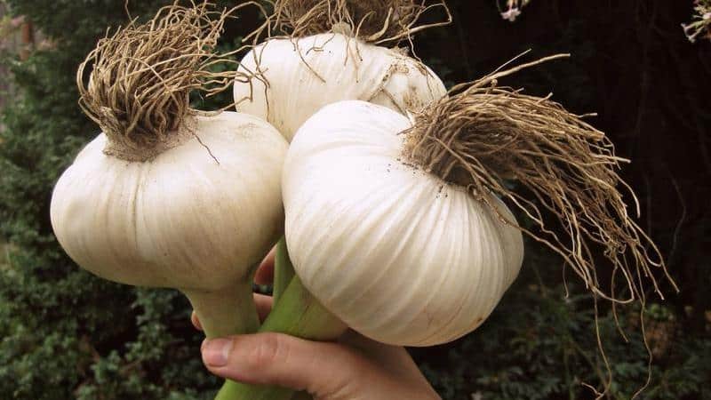 Se você quiser saber como cultivar alho grande em seu jardim, siga dicas úteis de jardineiros experientes