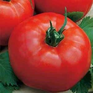 The leader among early-ripening tomatoes, a favorite of farmers: Katyusha tomato, characteristics and description of the variety