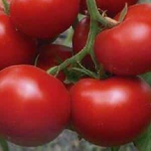 Ang nangunguna sa maagang-ripening na mga kamatis, isang paborito ng mga magsasaka: Katyusha tomato, mga katangian at paglalarawan ng iba't