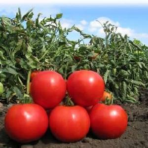 Líder entre los tomates de maduración temprana, el favorito de los agricultores: tomate Katyusha, características y descripción de la variedad.