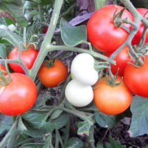 Kegemaran penduduk musim panas domestik, yang paling bersahaja dalam penjagaan dan pada masa yang sama tomato Yablonka yang menghasilkan tinggi dari Rusia