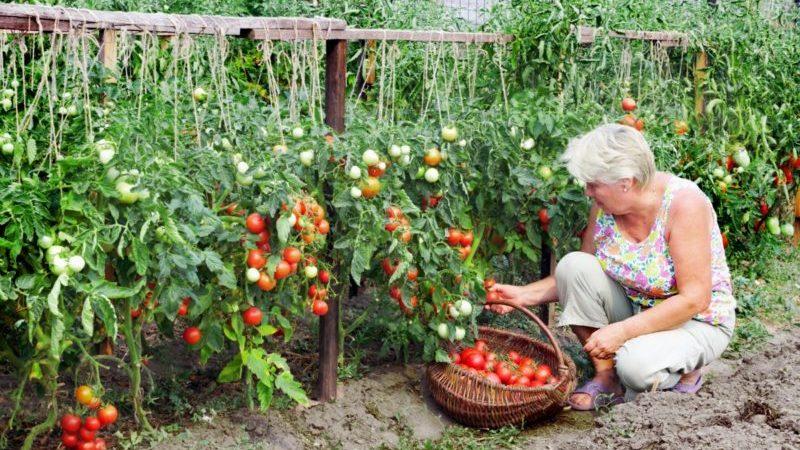 El favorit dels residents d'estiu domèstics, el tomàquet Yablonka de Rússia més sense pretensions i alhora d'alt rendiment.