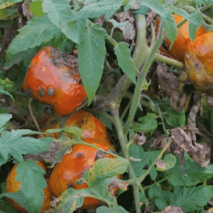 ¿Por qué el insecto es peligroso para los tomates? Medidas de control para una eliminación rápida y eficaz de la plaga.