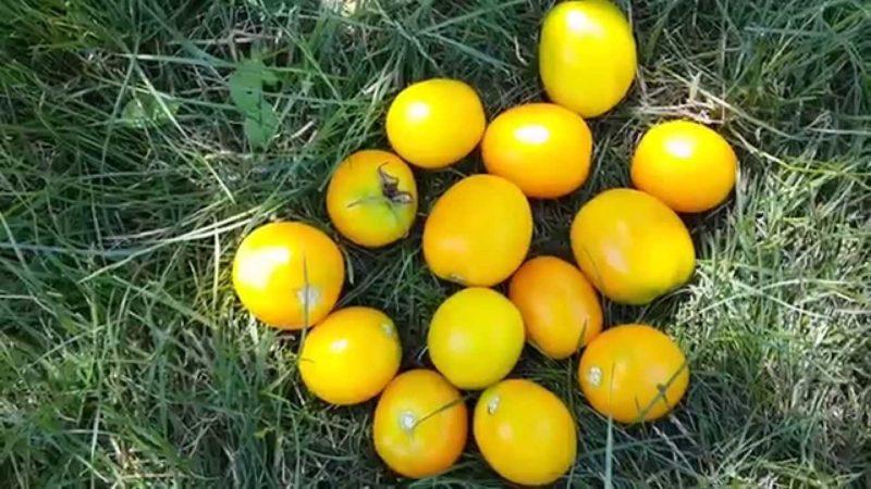 Caratteristiche della cura dei pomodori a frutto giallo