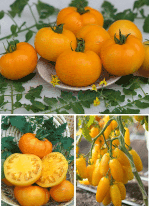 Features of caring for yellow-fruited tomatoes