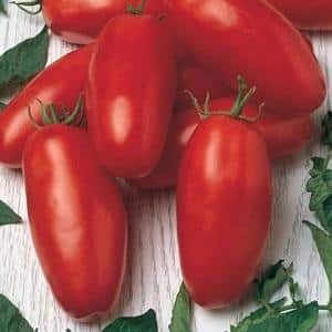 A gift for beginning gardeners - the Shuttle tomato is unpretentious in care and rich in harvest