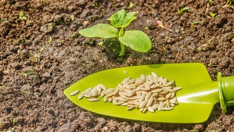 Fordelene og skadene til courgettefrø: vi bruker produktet i henhold til alle regler for ikke å skade helsen vår