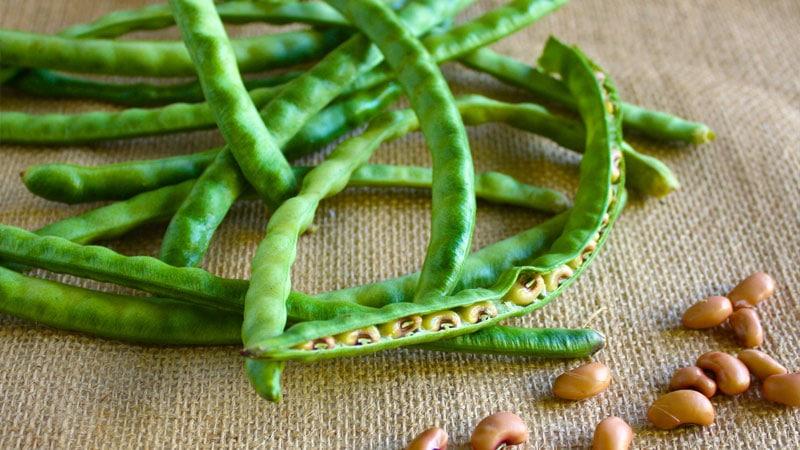 Mga sunud-sunod na tagubilin kung paano magtanim ng mga beans sa bahay at sa iyong sariling balangkas: mula sa paghahasik hanggang sa pag-aani