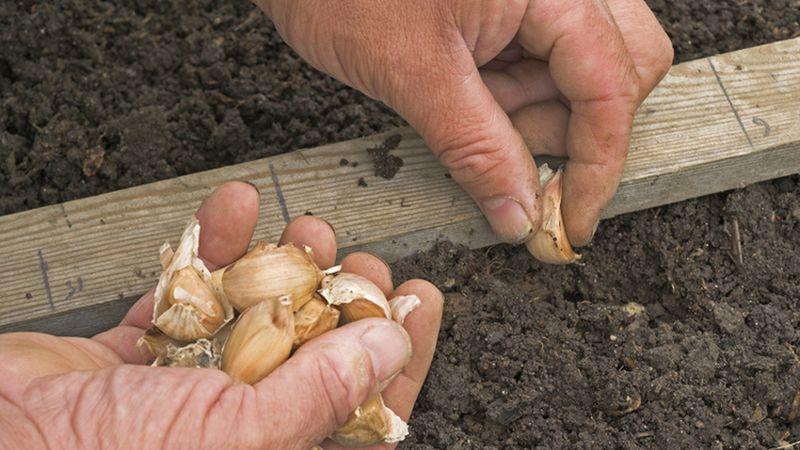 Pokyny krok za krokem pro pěstování česneku v otevřeném terénu pro začátečníky: kroky a tipy od zkušených farmářů