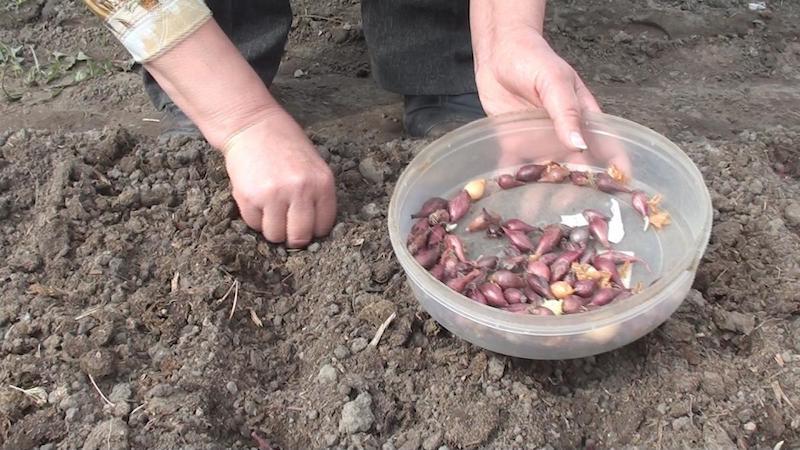 Stapsgewijze instructies voor het kweken van knoflook in de volle grond voor beginners: stappen en tips van ervaren boeren