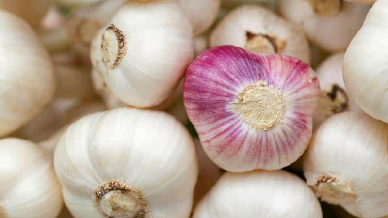 Schritt-für-Schritt-Anleitung zum Anbau von Knoblauch im Freiland für Anfänger: Schritte und Tipps von erfahrenen Landwirten