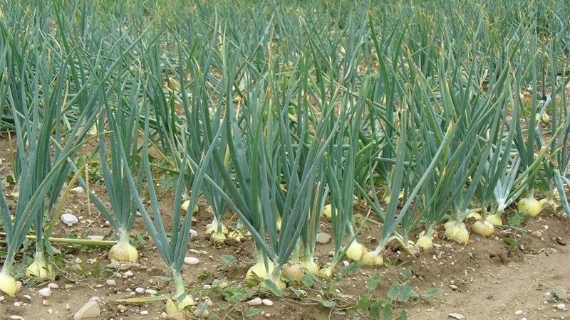 Stapsgewijze instructies voor het kweken van knoflook in de volle grond voor beginners: stappen en tips van ervaren boeren