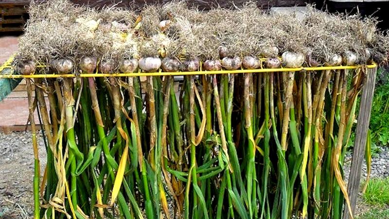 Isang praktikal na gabay sa paglaki ng bawang sa isang greenhouse: mga diskarte mula sa mga nakaranasang hardinero