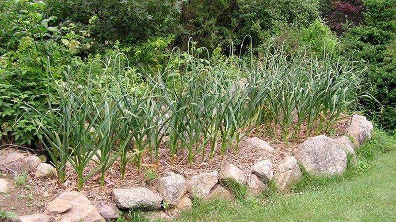 Isang praktikal na gabay sa paglaki ng bawang sa isang greenhouse: mga diskarte mula sa mga nakaranasang hardinero