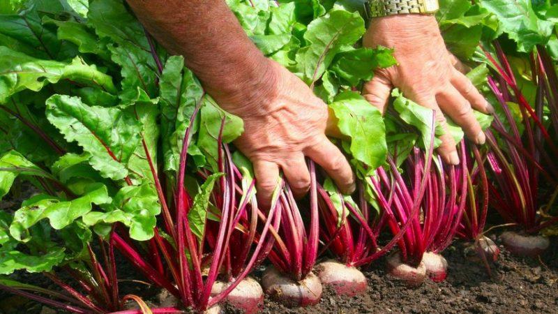 Reglas para obtener una rica cosecha de remolacha: cultivo en campo abierto y cuidado.